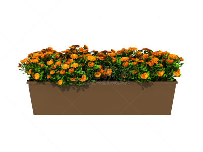 盆栽植物,花盆,长方形,盆栽,水平画幅,绿色,无人,房屋,背景分离,植物