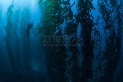 加利福尼亚,海藻林,giant海藻灰,海洋酸化,海藻灰,海峡群岛,小生镜,海草,光合作用,水下