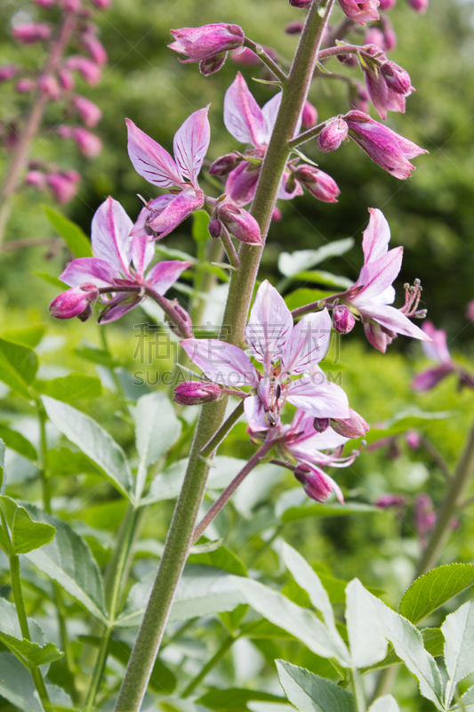 菜园,粉色,白藓皮,垂直画幅,美,白藓属,芸香科,夏天,户外,特写