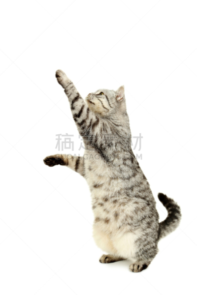 白色,猫,自然美,分离着色,垂直画幅,灰色,猫科动物,爪子,动物身体部位,背景分离