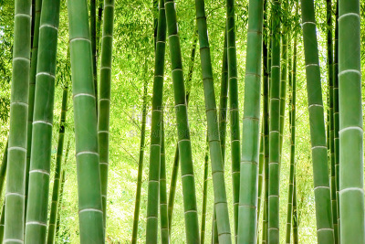 竹林,水平画幅,枝繁叶茂,无人,纯净,东亚,夏天,户外,植物,东京