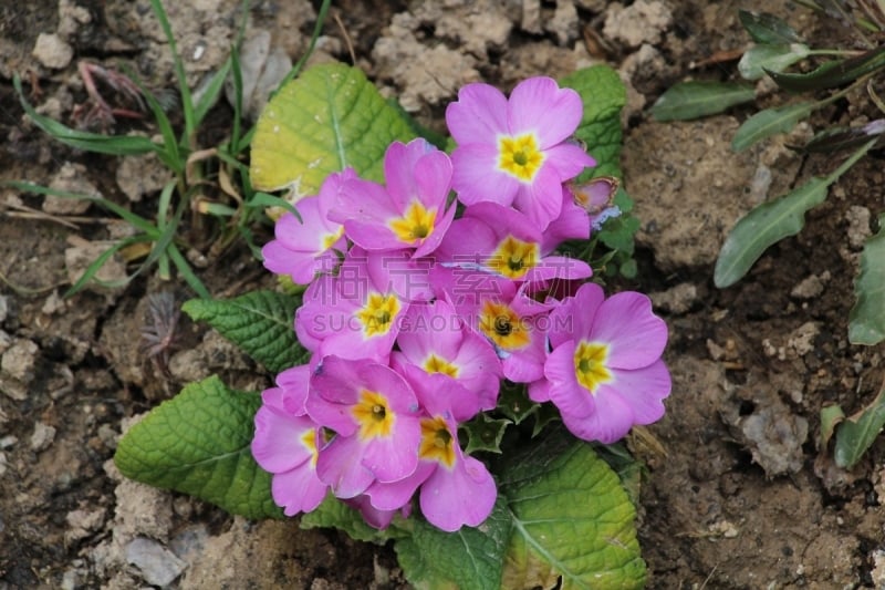 Bahar aylarında çiçek açmaya başlayan çuha çiçeği (primula vulgaris).