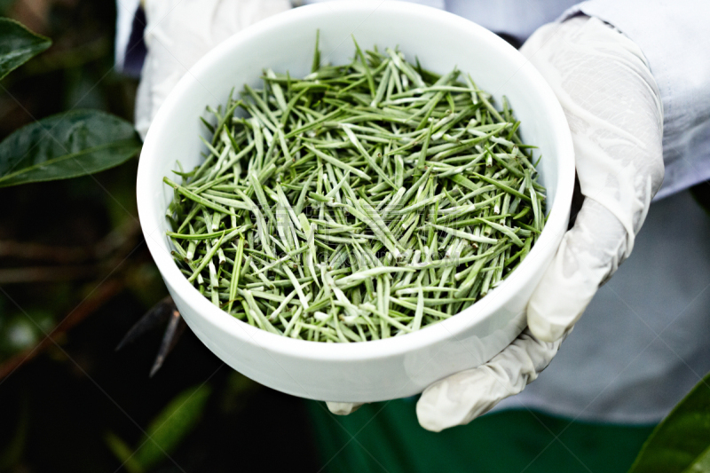 白茶,茶树油,浴衣,茶叶,枝繁叶茂,干花,夏天,仅成年人,农作物,热带气候