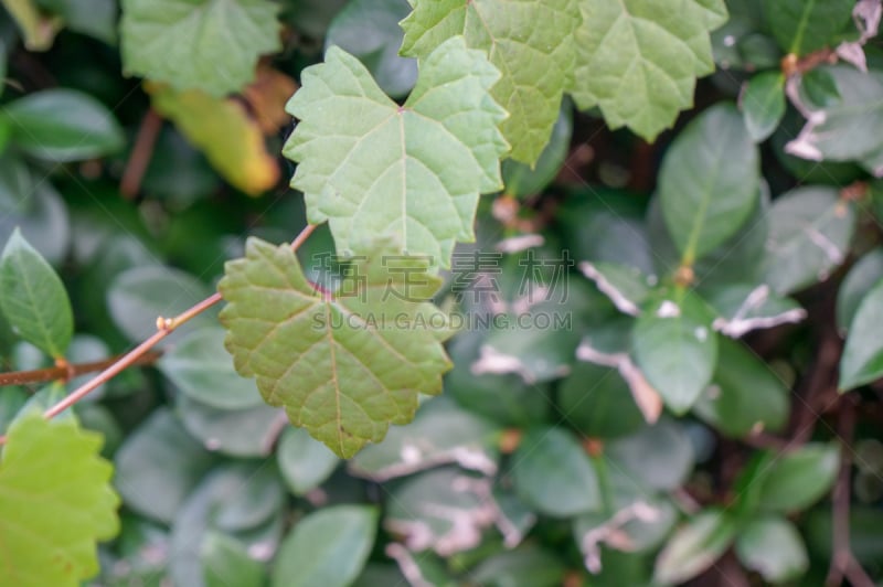 叶子,有蔓植物,心型,尖峰,选择对焦,水平画幅,沙子,茄科双子叶植物,沙滩派对,情人节