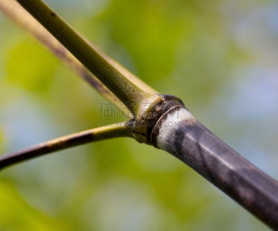 枝,森林,竹,树干,选择对焦,褐色,水平画幅,无人,户外,干的