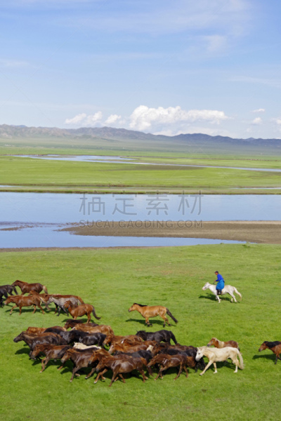 马,自然,牲畜,草原,垂直画幅,风景,图像,水面,动物,水洞湖