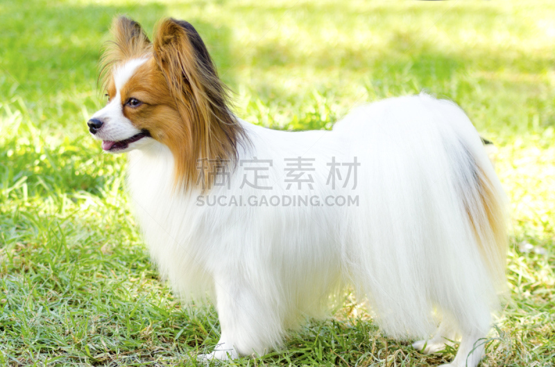 蝴蝶犬,子宫颈抹片检查,斯班尼犬,骄纵宠物,蛾,美,公园,水平画幅,动物身体部位,草坪