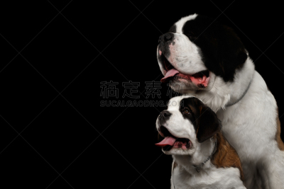 两只动物,小狗,分离着色,黑色背景,母亲,圣伯纳犬,正面视角,舌头,水平画幅,注视镜头