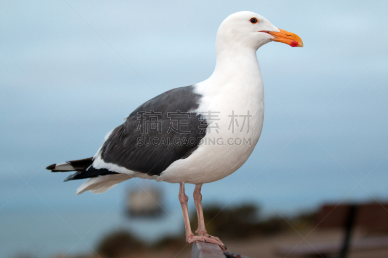 长椅,海港,海鸥,莫罗贝,留白,水平画幅,银色,鸟类,动物身体部位,户外