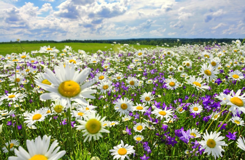 草地,地形,夏天,花朵,雏菊,开花时间间隔,野花,风铃草属,田地,甘菊花