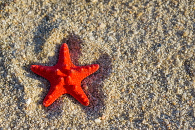 红海星,海滩,热带气候,海星,贝壳,波浪,夏天,户外,沙子,度假胜地