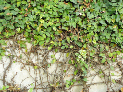爬行无花果,水平画幅,无人,缓慢的,户外,泰国,植物,无花果树,自然界的状态,农业