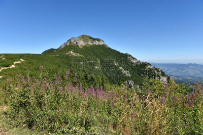 山,卡帕锡安山脉,地形,吉普赛人,黑云杉,水平画幅,夏天,户外,草,高处