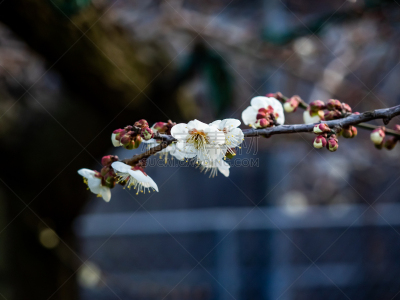 春天,枇杷,花朵,早晨,开着的,数字7,自然界的状态,雪,樱桃,梅子