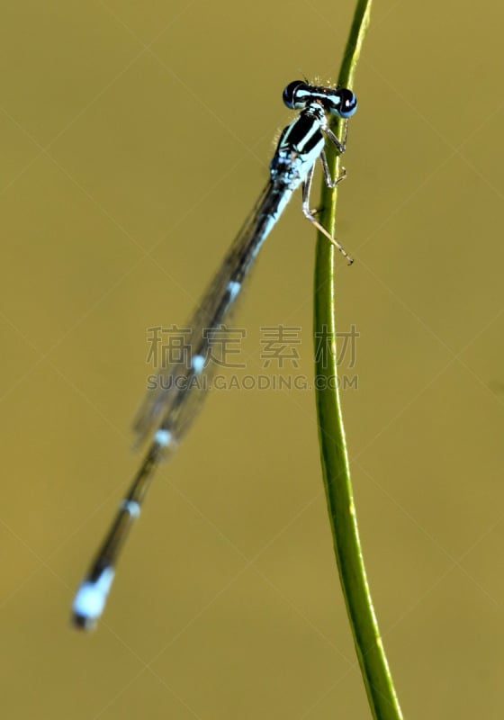 豆娘,捕猎行为,动物身体部位,野生动物,美国,夏天,翅膀,特写,昆虫,垂直画幅