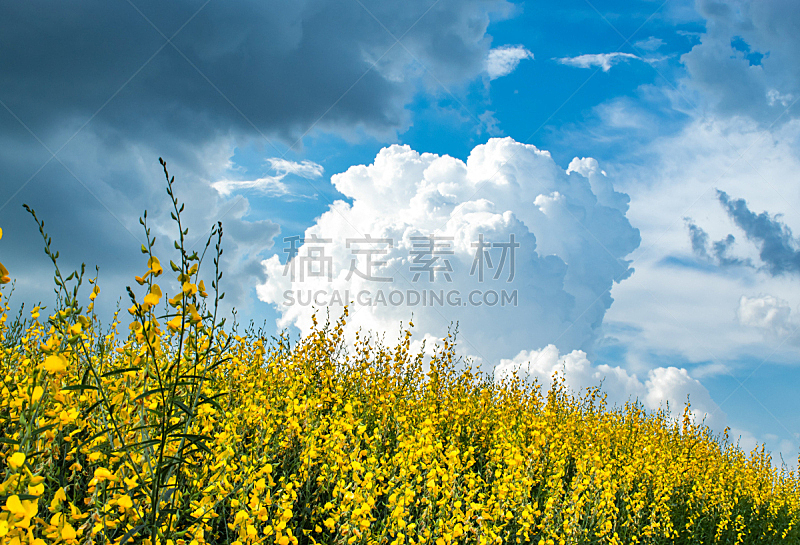 天空,黄色,明亮,里拉符号,蓝色,农业,清新,汽车,环境,云