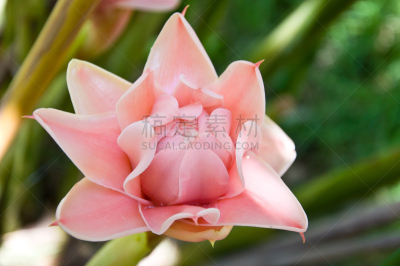 Gingerlily,自然,水平画幅,无人,特写,红色,植物,种子,摄影,树
