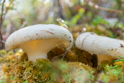 蘑菇,白色,伞菌,瓷样伞菇,橙色伞菌,毒蝇菇,水,水平画幅,秋天,无人