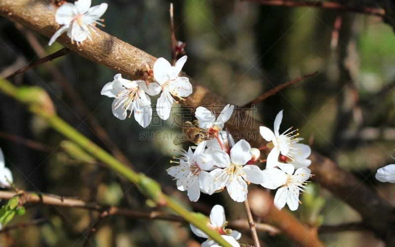 Eine Biene auf der Blüte