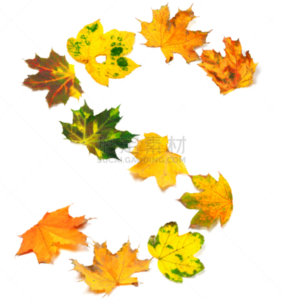 英文字母s,叶子,秋天,枫树,枯萎的,垂直画幅,字母,褐色,干花,符号