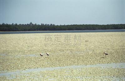 鸟类,肯尼亚,小溪,灵性,朱鹭,水平画幅,埃尔门特塔湖,无人,巨大的,户外