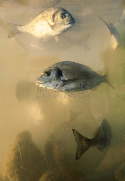 鱼类,垂直画幅,无人,海鲷,生食,海产,斯帕克斯,海洋,白色,水族馆