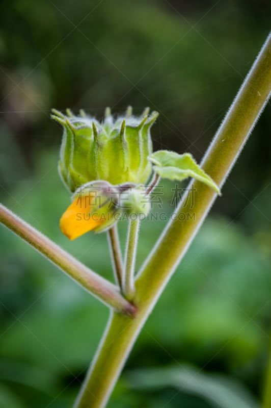 特写,黄色,白麻属植物,垂直画幅,选择对焦,苘麻,无人,户外,怪异,仅一朵花