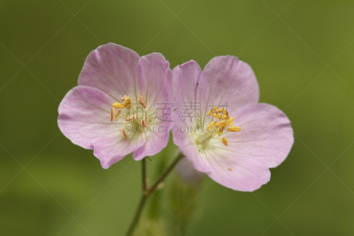 野生老鹳草,仅一朵花,一对,自然,水平画幅,雄蕊,无人,户外,野生植物,特写