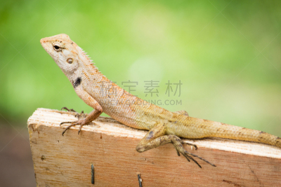 变色龙,动物,泰国,石龙子,蝾螈,壁虎,水平画幅,野外动物,龙,爬行纲