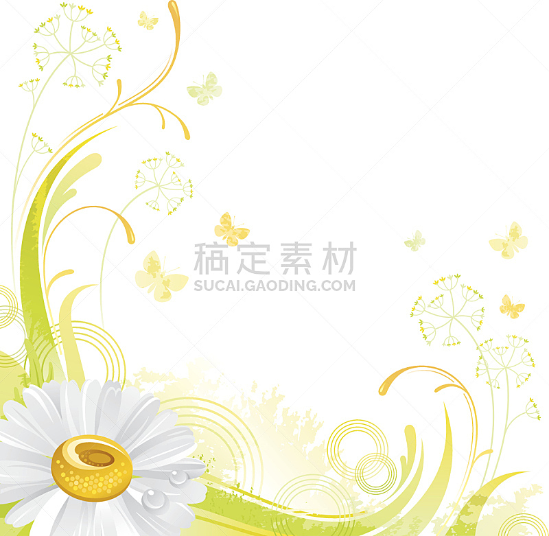 留白,仅一朵花,白色,雏菊,背景,正方形,甘菊花,美,边框,芳香的