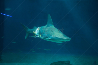铅色真鲨,水,requiem shark,水平画幅,大西洋,水下,鲨鱼,野外动物,青铜色鲸鲨,动物主题