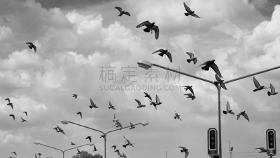 动物群,天空,风,水平画幅,优美,符号,鸟类,纯净,动物身体部位,野外动物