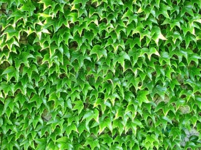 爬山虎,绿色,墙,有包装的,色彩鲜艳,维格利球场,自然,簇叶从生的,有蔓植物,水平画幅