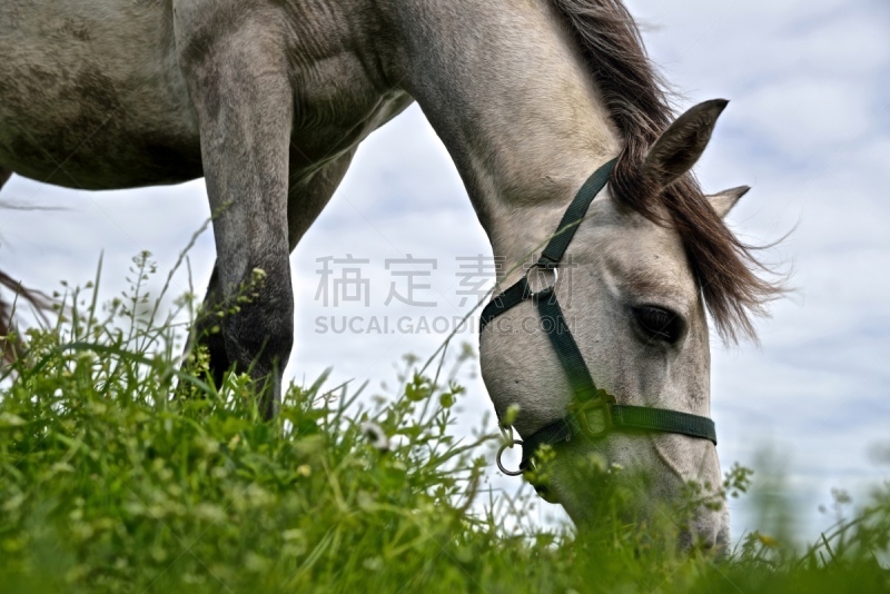 马,微型马,黑白花的马,白马,纯种马,低视角,水平画幅,正下方视角,母马,无人