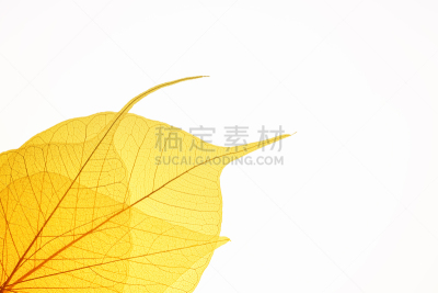 叶脉,黄色,背景,式样,水平画幅,形状,秋天,无人,有机食品,特写
