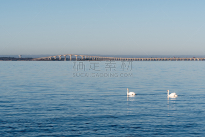 oland桥,瑞典,宁静,风景,奥兰,面向陆地,疣鼻天鹅,天鹅,水,天空