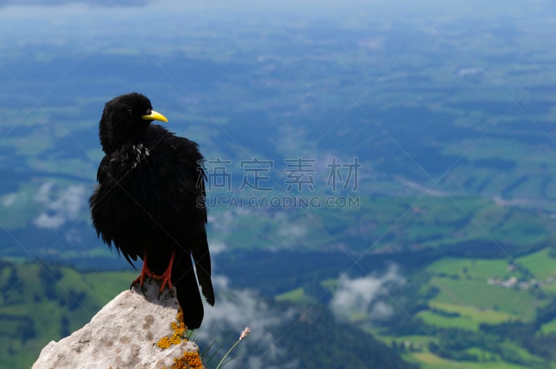 阿尔卑斯山红嘴山鸦,山景城,选择对焦,留白,水平画幅,无人,鸟类,户外,瑞士阿尔卑斯山,彩色图片