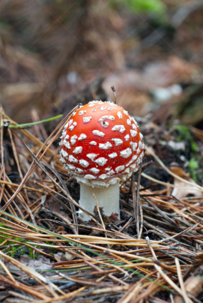 毒蝇菇,秋天,森林,伞形毒菌,垂直画幅,无人,夏天,户外,草,特写