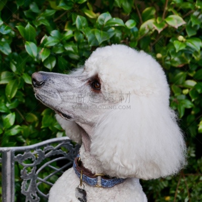 贵宾犬,后院,遛狗师,纯种犬,犬恶丝虫,肖像,受过训练的狗,狗,个人卫生用品,驯狗员