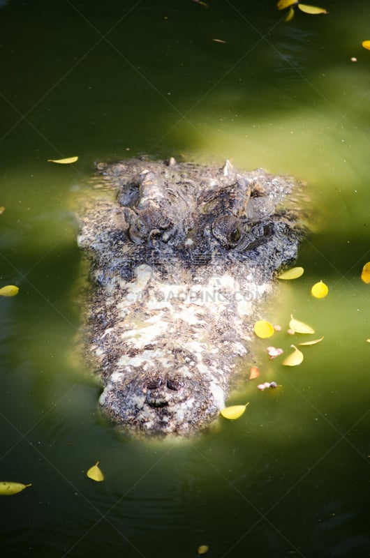 鳄鱼,河流,山打根,短吻鳄属,食肉目,垂直画幅,水,动物身体部位,沼泽,北美