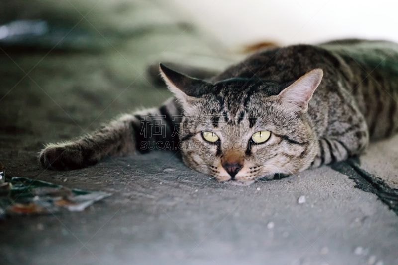 被抛弃的,猫,格林威治村,社区,流浪动物,斑纹猫,在下面,水平画幅,户外