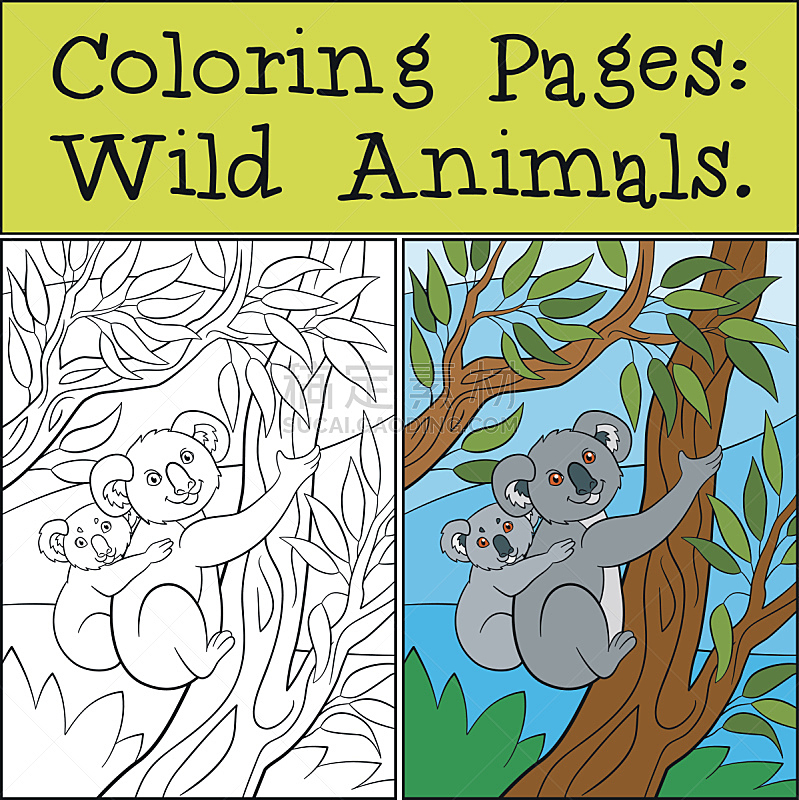 树袋熊,野外动物,书页,可爱的,婴儿,母亲,学龄前,绘画插图,性格