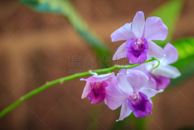 紫色,石斛,自然美,背景,黑色,选择对焦,自然,兰花,式样,水平画幅