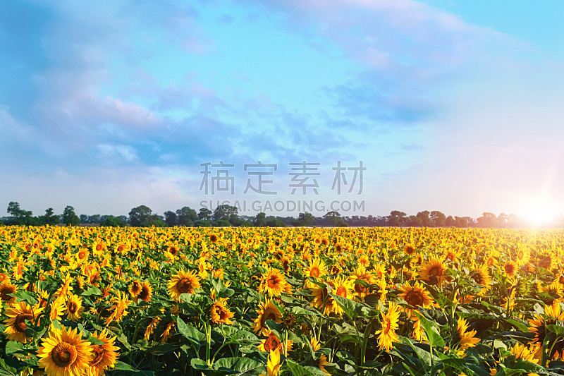 田地,向日葵,天空,水平画幅,无人,夏天,开花时间间隔,农作物,植物,植物学