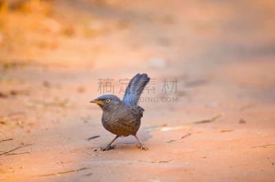 印度次大陆,babbler,热带雨林,态度,斑鸫鹛,噪鹛属,鸨,水闸,喀拉拉邦,鹤嘴鸟