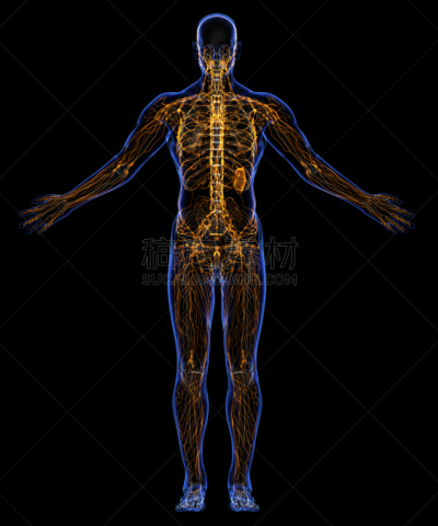 淋巴系统,人,垂直画幅,人的头部,科学,健康保健,图表,摄影