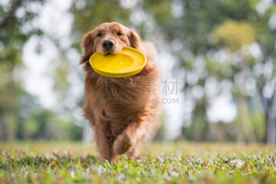 飞盘,进行中,草地,金毛寻回犬,自然,周末活动,纯种犬,运动,玩具,图像