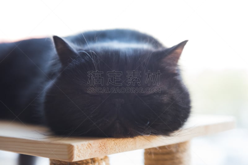 猫,加菲尔德湖,黑色,可爱的,加菲猫,肖像,好奇心,脊椎动物,哺乳纲,猫科动物