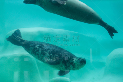 灰海豹,水,水平画幅,无人,大西洋,水下,两只动物,野外动物,德国北海地区,两个物体