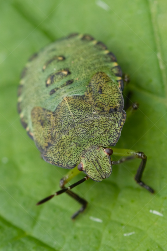 绿色,鹭管鱼,green shield bug,heteroptera,垂直画幅,无脊椎动物,无人,2015年,昆虫,摄影